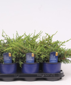 Juniperus communis ‘Repanda’