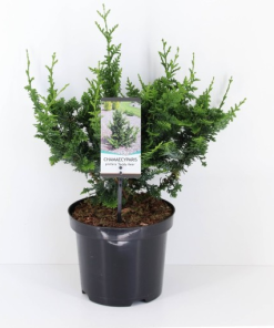 Chamaecyparis pisifera ‘Teddy Bear’