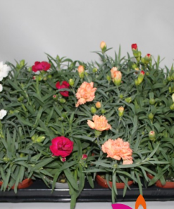 Dianthus MIX