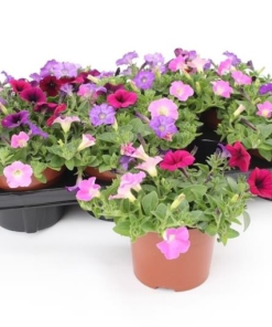 Petunia TRIOTUNIA MIX IN POT