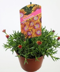 Dahlia DAHLIETTA MIX