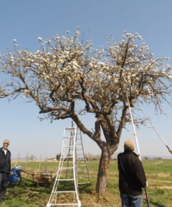 Apprenez à tailler vos arbres fruitiers pour l&rsquo;hiver